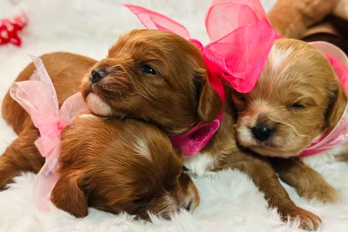 Cavapoo Puppies For In California