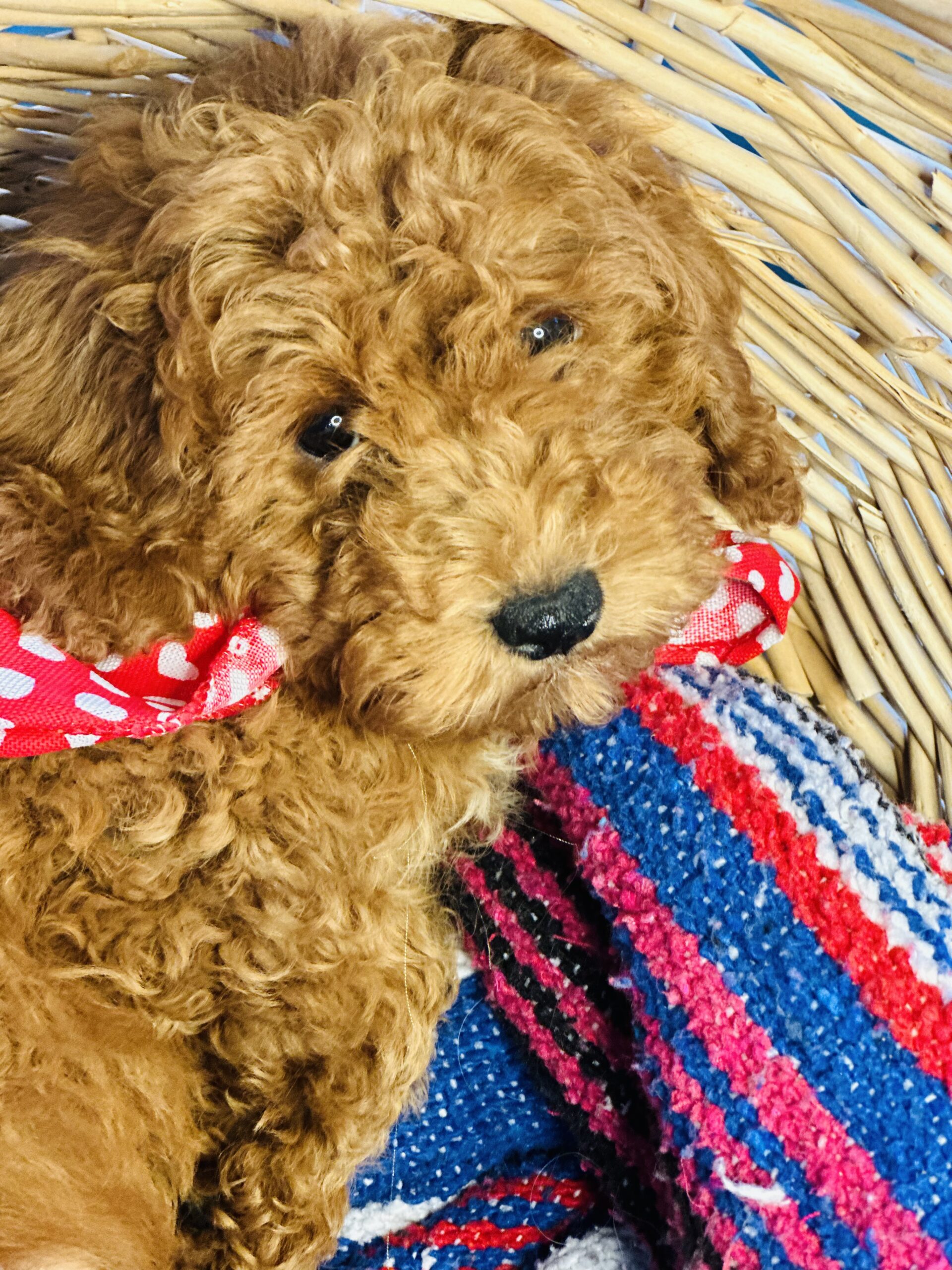 Poochon Puppies On The Gulf