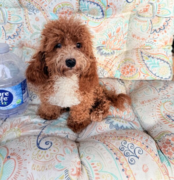Trained Tiny Rudy 8 lb - Image 8