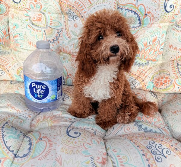 Trained Tiny Rudy 8 lb