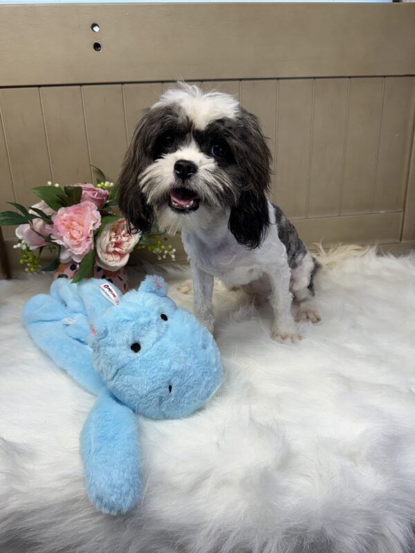 Snoopy Cavabear - Image 5