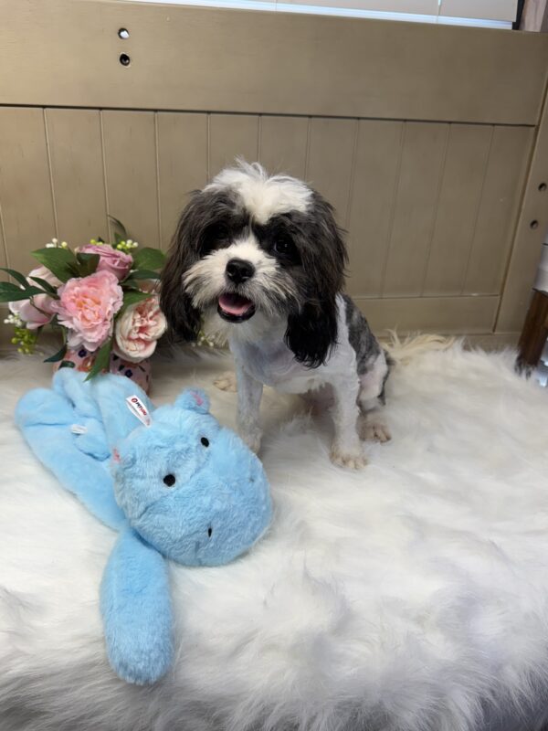 Snoopy Cavabear