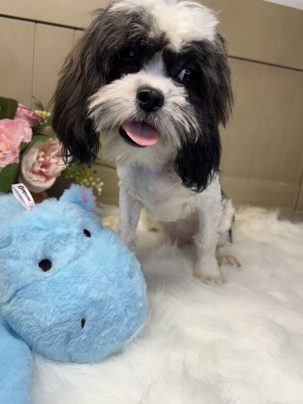 Snoopy Cavabear - Image 4