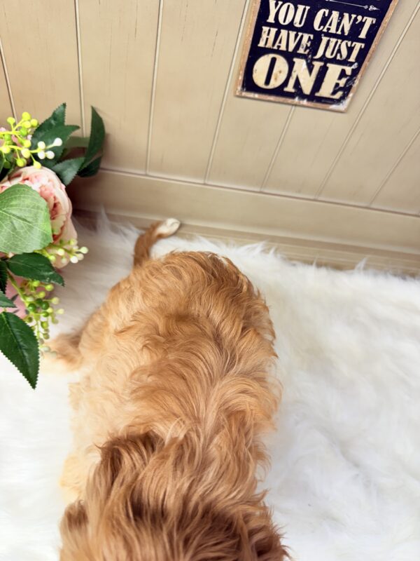 Oscar - Image 6