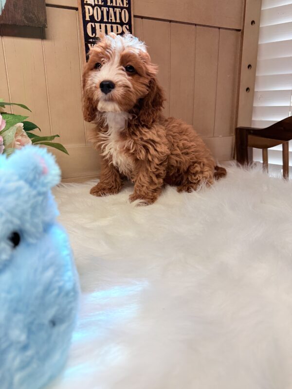 Curly Ruby Tuxedo - Image 3