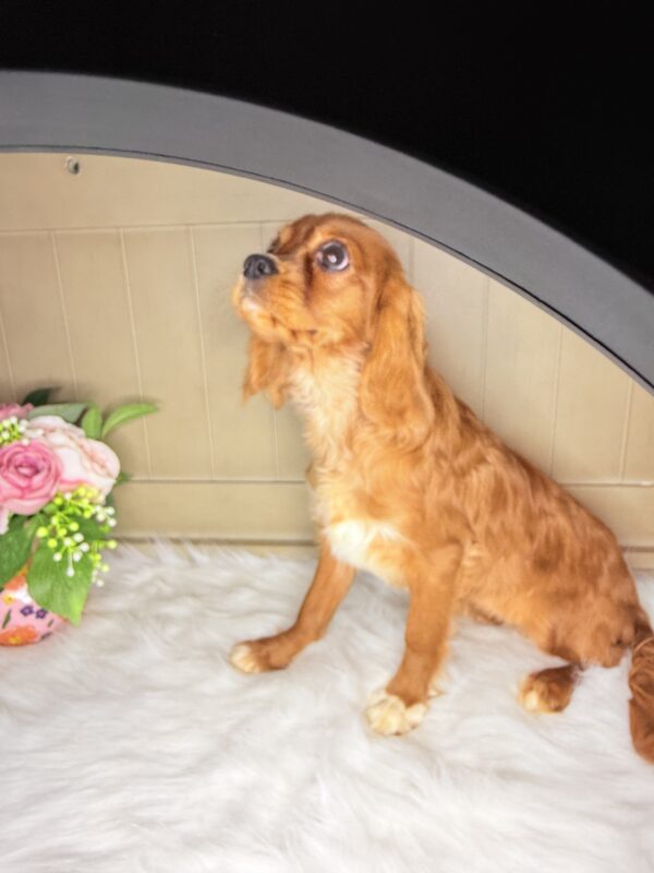 Princess Fergi - Image 3